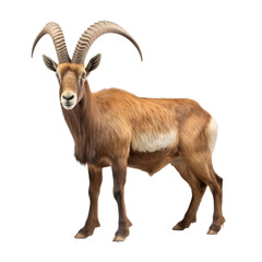Naklejka na ściany i meble Wild Pyrenean Mountain Goat, on transparent background.