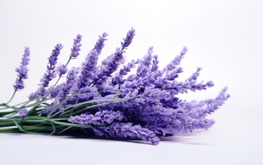 Lavender Blossoms Botanical Elegance with White Background