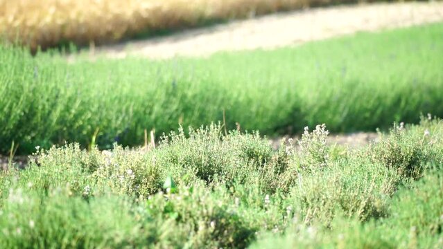 Tarragon. Lush tarragon field with rows of green herbs, herb cultivation, agricultural landscape, culinary ingredients, aromatic herbs. Organic agriculture harvesting agribusiness concept. Slow motion