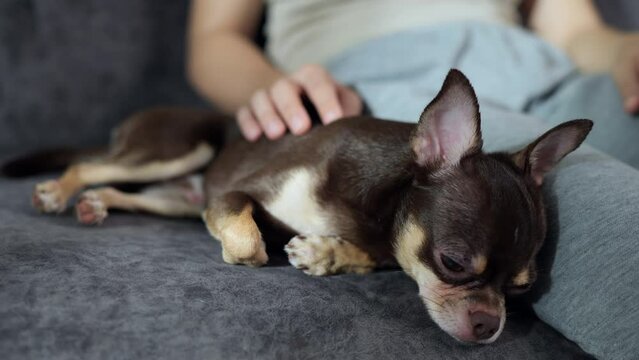 Owner petting the sleepy brown and tan Chihuahua puppy dog.