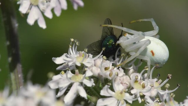 Predator and Prey, Flower Crab Spider (Misumena vatia) with Fly on a flower