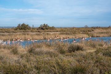 The ponds with flamingos of the Camargue Nature Park - coastal region in southern France