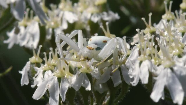Flower Crab Spider (Misumena vatia) with Fly on a flower