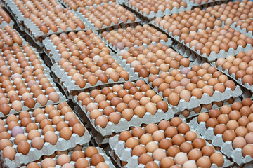 Open egg box with brown eggs. Fresh chicken eggs in a paper tray carton or egg container with copy space.