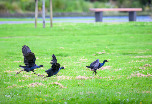 Pukeko birds chasing and fight during mating season. Western Springs park, Auckland.
