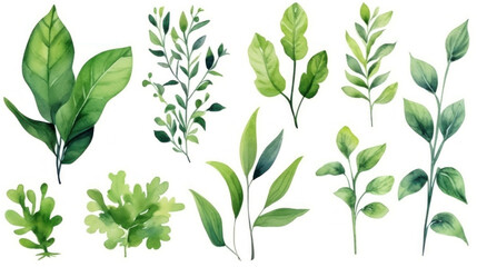 Collection botanical isolated on white background suitable for Wedding Invitation. Set of watercolor green leaves elements.