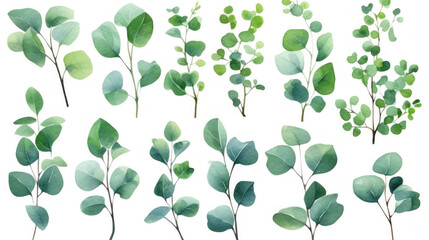 Eucalyptus watercolor set, Green plant collection isolated on white background.