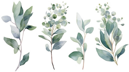 Fototapeta na wymiar Eucalyptus watercolor set, Green plant collection isolated on white background.