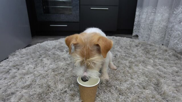 A dog licks coffee from a paper cup. Jack Russell Terrier plays on the floor in the house. Box of sour cream.
