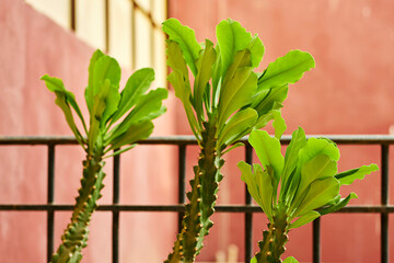 Euphorbia trigona (also known as African milk tree, cathedral cactus, Abyssinian euphorbia and high...