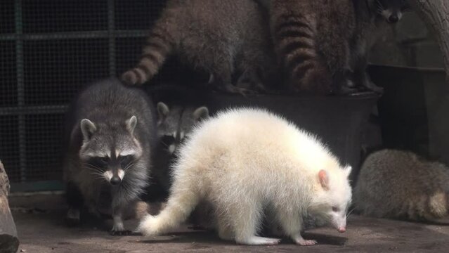 Common raccoon in a zoo, Raccoon are a native North American mammal. This is the largest species in the Raccoon family