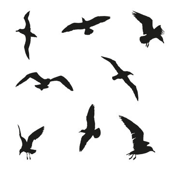 Set of silhouettes of black different seagulls on a white background