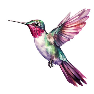 hummingbird in flight isolated on a transparent background, watercolor style clipart
