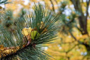 Autumn theme. Yellow leaves in pine branches.