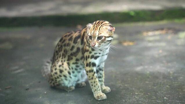 Portrait Leopard cat or wild cat in a public park. This is a house pet to kill rats that are harmful to humans