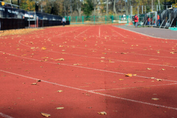 Colorful autumn leaves in the park