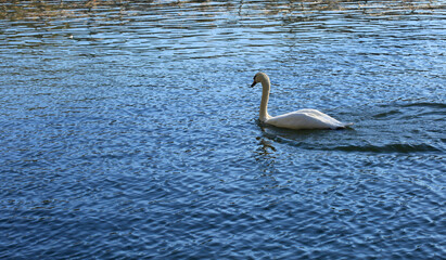 White swans on the pond