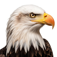 Fototapeta premium American Eagle Portrait. Birds and Animals photos. Ai generative.