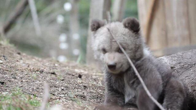 Close-up of adorable baby bear cub sitting and biting branch.