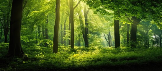 Sun shining through fresh green deciduous trees in a scenic forest