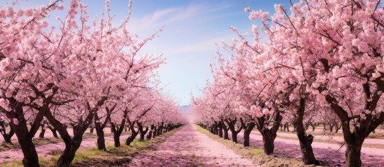 Blooming cherry orchard seen