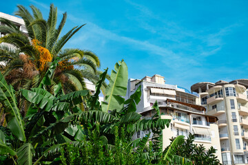 Fototapeta na wymiar Apartments. Buildings facade exterior with windows, palm trees, real estate property architecture