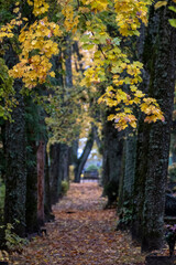Fototapeta na wymiar alley passage in graveyard along big trees and gravestones in autumn. Carpet of yellow leaves covers the pathway