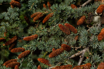 Atlantic white cedar trees or Atlas cedar plant with cones, Close up. Mediterranean nature, Italy.