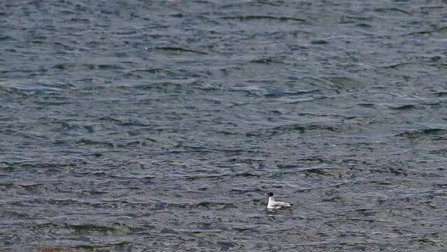 Pallas's gull in River at 4100 meter Elevation