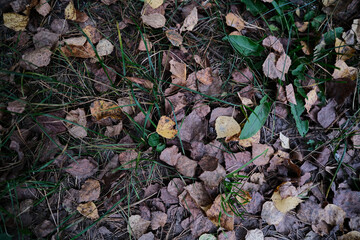  autumn leaves on the ground. Autumn background of dry leaves