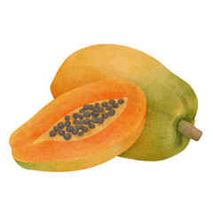 Watercolor illustration of papaya isolated on transparent background