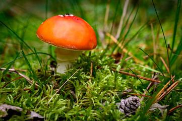 Fototapete bei efototapeten.de bestellen   
