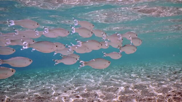 School of Barred flagtail, Fiveband flagtail or Five-bar flagtail (Kuhlia mugil) floats in blue water on bright sunny day in sunbeams on shallow water, Slow motion