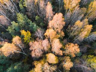 Photo texture. Nature of Estonia, colorful autumn forest, drone photo.