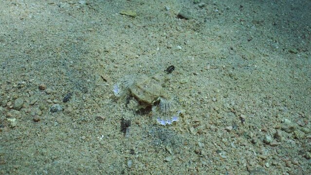 Close up of Common Seamoth, Little Dragonfish or Short Dragonfish (Eurypegasus draconis) walking on sand bottom on sunny day in sun glare, top view