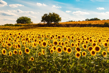 Huge sunflower field in summer near Toeding, Moosthenning, Dingolfing-Landau, Bavaria, Germany