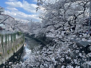 川辺の桜