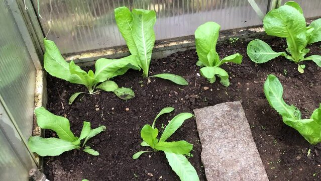 salad cultivation in a greenhouse in autumn, Sugar Loaf salad and Escarole endive 
closeup with camera drive and zoom in