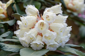 Rhododendron Sinofalconeri White Flowers