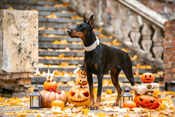 Doberman, autumn locations, Halloween, yellow leaves, pumpkins