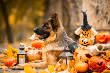 german shepherd dog in autumn park haloween
