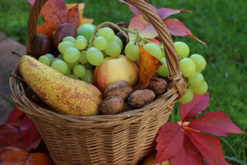 Various fresh autumnal fruits in a wicker basket with orange and yellow leaves. Grapes, apples,...