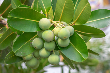 Closeup raw green ball fruits of Alexandrian laurel, Indian laurel, Laurel wood, Berneo mahogany (Calophyllum Inophyllum) with green leaves in tropical garden