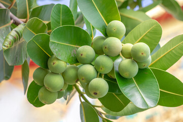 Closeup raw green ball fruits of Alexandrian laurel, Indian laurel, Laurel wood, Berneo mahogany...