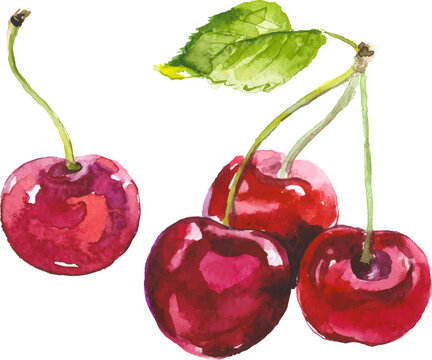 Vector Watercolor painted cherry. Hand drawn fresh food design elements isolated on white background.