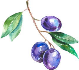 Vector Watercolor painted olives. Hand drawn fresh food design element isolated on white background.