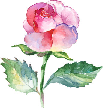 Vector Watercolor painted rose flower. Hand drawn flower design elements isolated on white background.