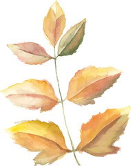 Abstract vector watercolor illustration of autumn leaves. Hand drawn nature design elements isolated on white background.