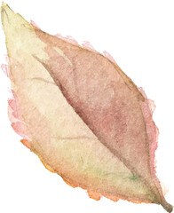 Abstract vector watercolor illustration of autumn leaves. Hand drawn nature design elements isolated on white background.