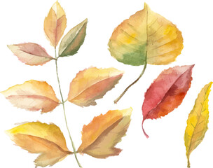Abstract vector watercolor illustration of autumn leaves. Hand drawn nature design elements isolated on white background.